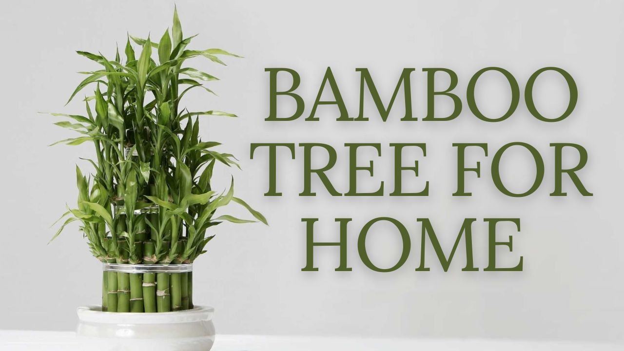 bamboo tree for home